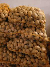 Ziemniaki kaliber 30-45mm wielkość sadzeniak, jęczmień wirtuoz