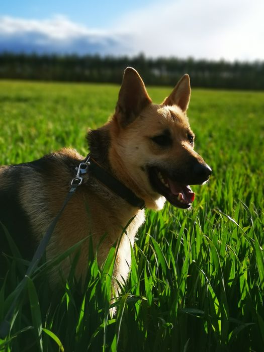 Róża - suczka w typie owczarka niemieckiego szuka domu