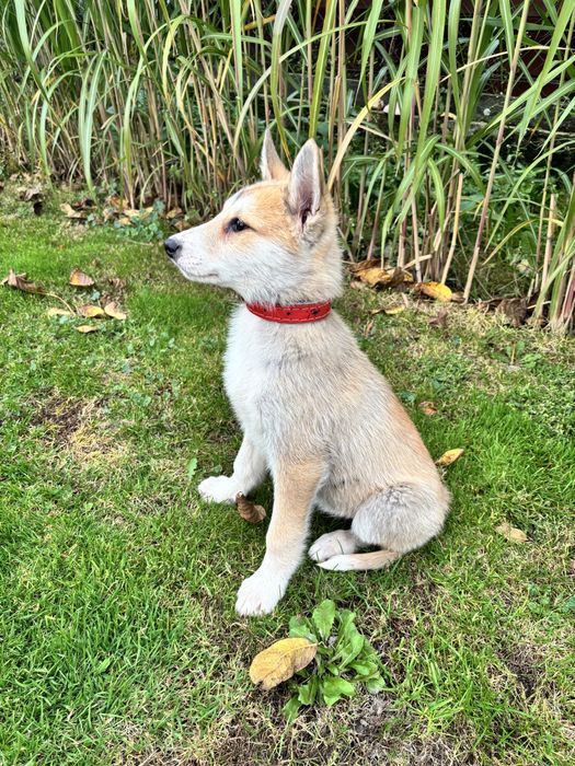 Łajka zachodniosyberyjska