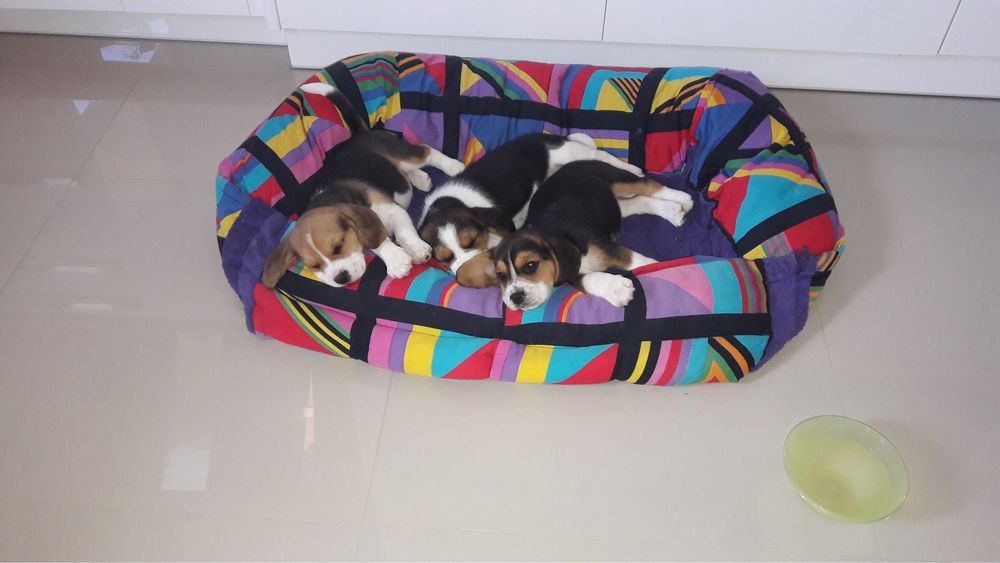 Beagle tricolor suczka, piesek! Paszport, rodowód.