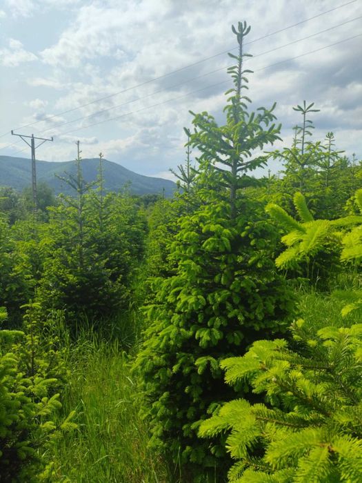 choinki prosto z plantacji - sprzedaż hurtowa i detaliczna