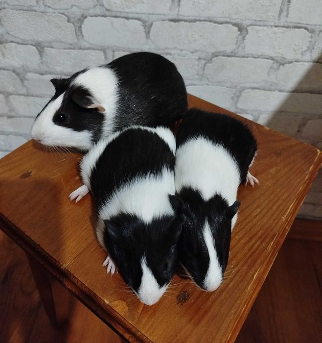 Морські свинки, дівчатка