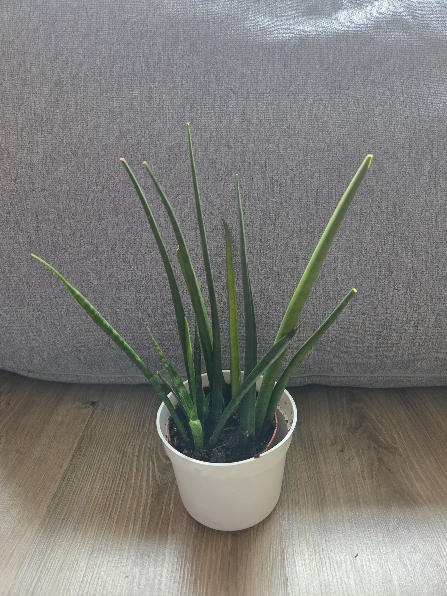 Roślinki domowe, monstera, sansevieria