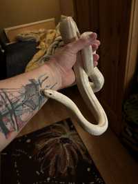 Wąż zbożowy samiec 150 cm