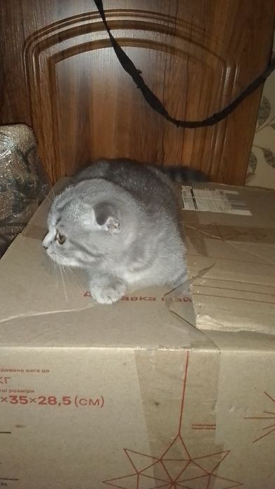 Продам шотландське кошеня.
