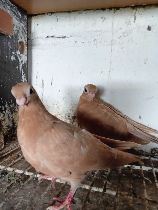 Sprzedam młode brodawczaki