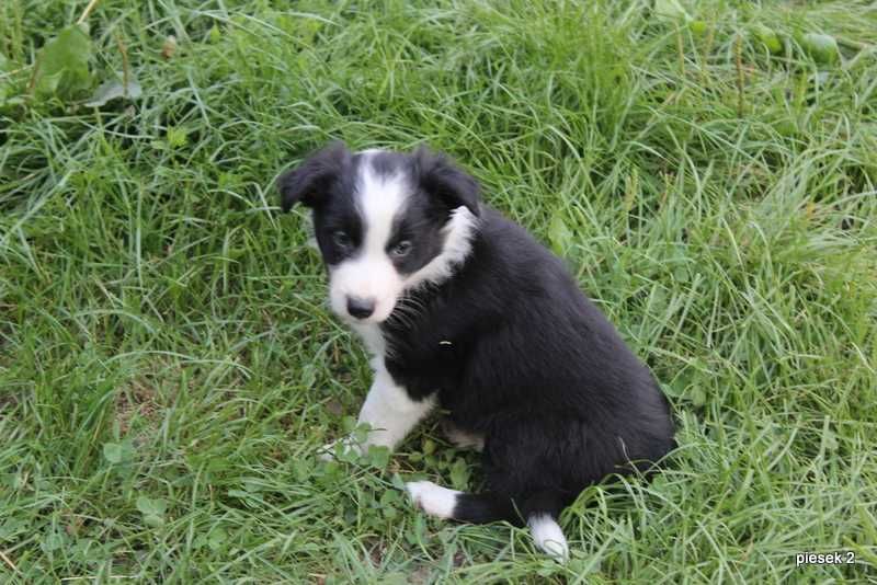 Border Collie - sprzedam slicznego pieska