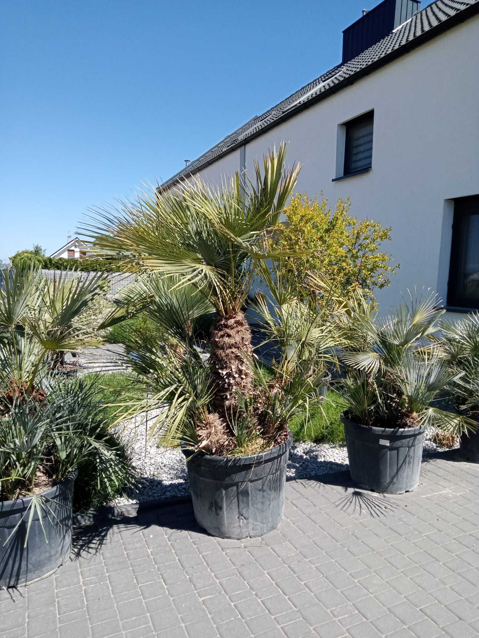 mrozoodporna palma karłatka / chamaerops humilis