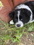 Border Collie - szczeniak (suczka)