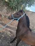 Egua mansa  1 ano e 8 meses