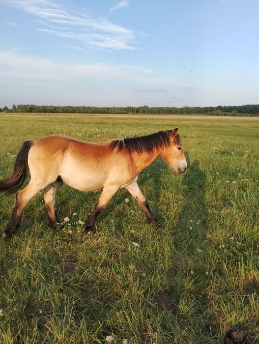 Ogierek zimnokrwisty