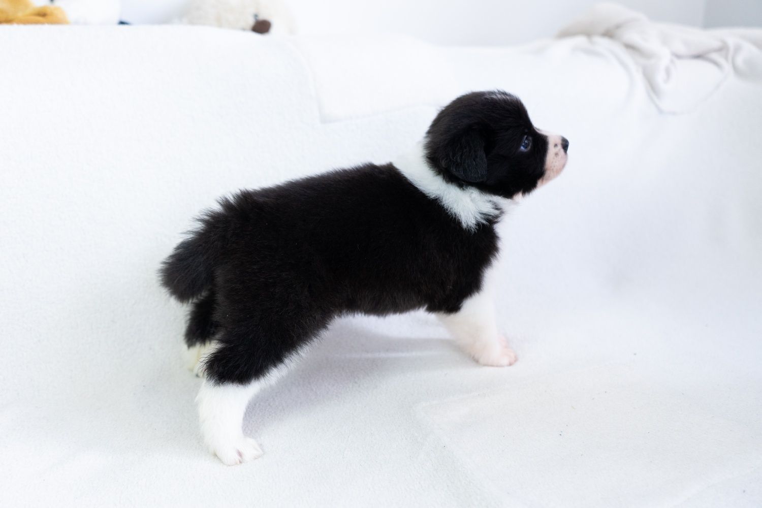 Szczeniak Border Collie piesek - ZKwP FCI