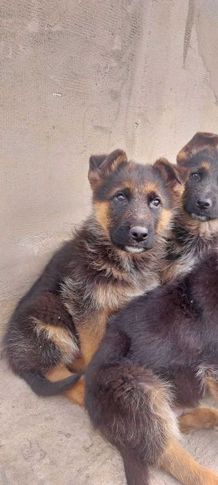 цуценята німецької вівчарки (короткошерстні)