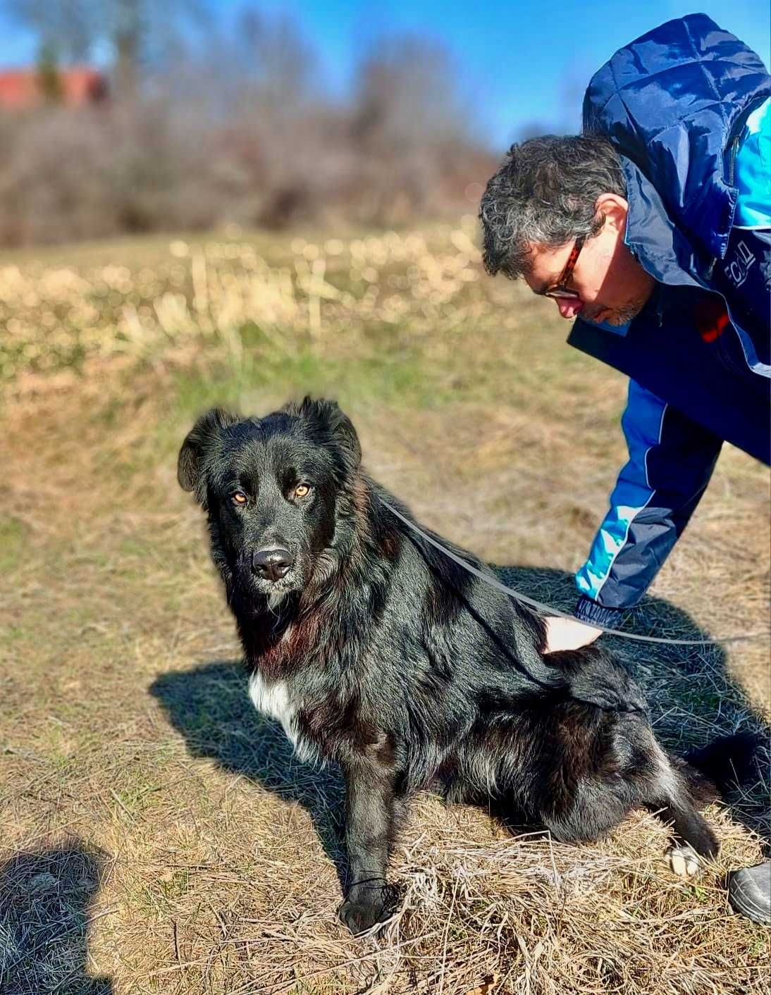 REKS 1,5 roku piękny dostojny łagodny i poczciwy. Uratowany w Bułgarii
