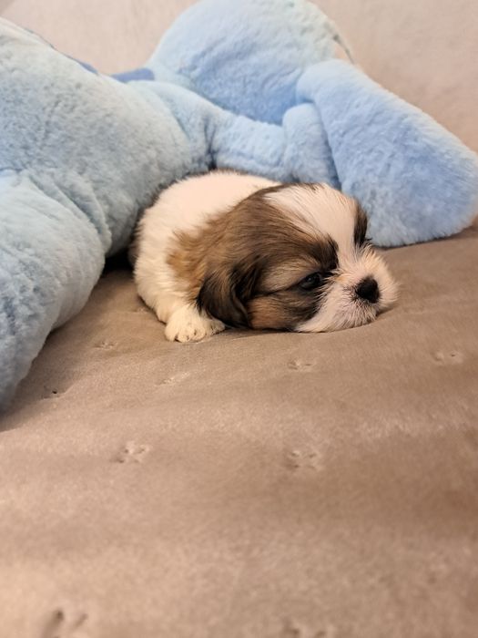 Pieski rasowe shitzu