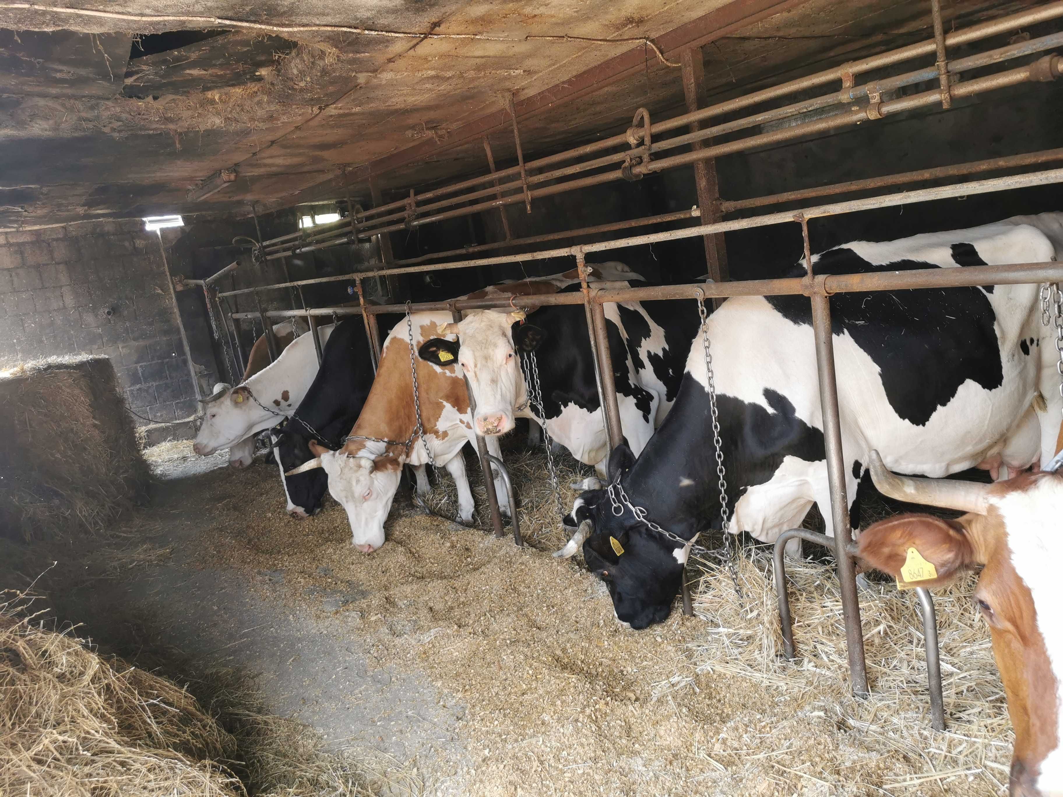 Krowy mleczne i za suszone