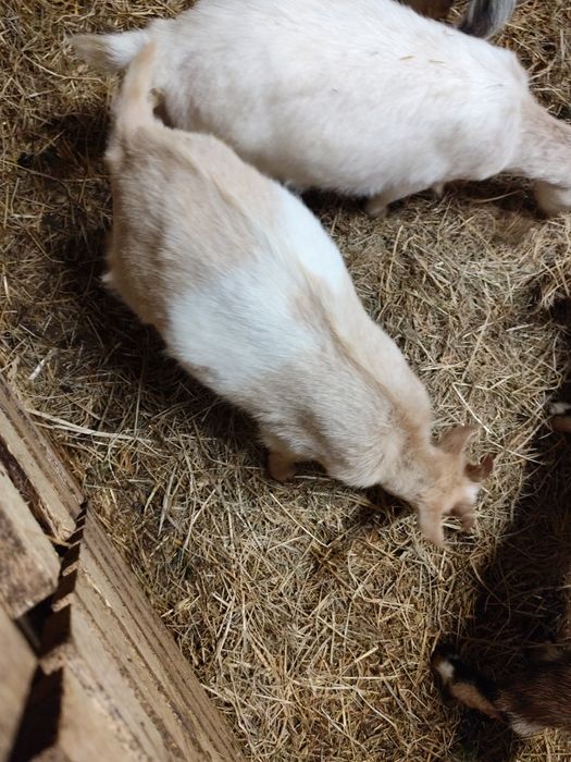 Sprzedam koziołka miniaturkę lub zamienię na kóze