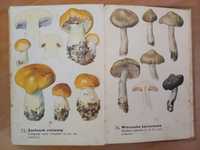Mały atlas grzybów z 1972 roku. Żegocina