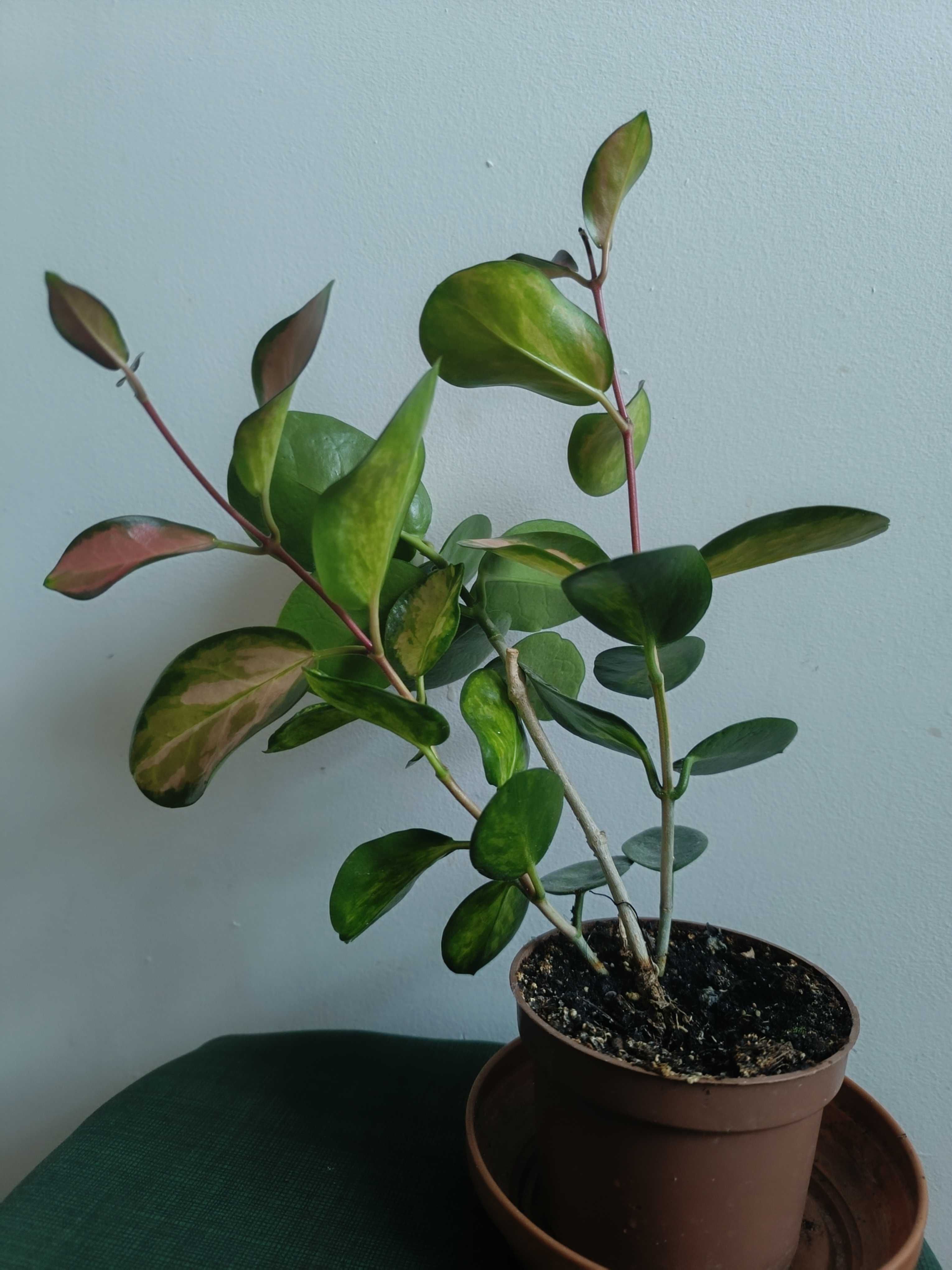 Hoya australis Lisa trójpędowa