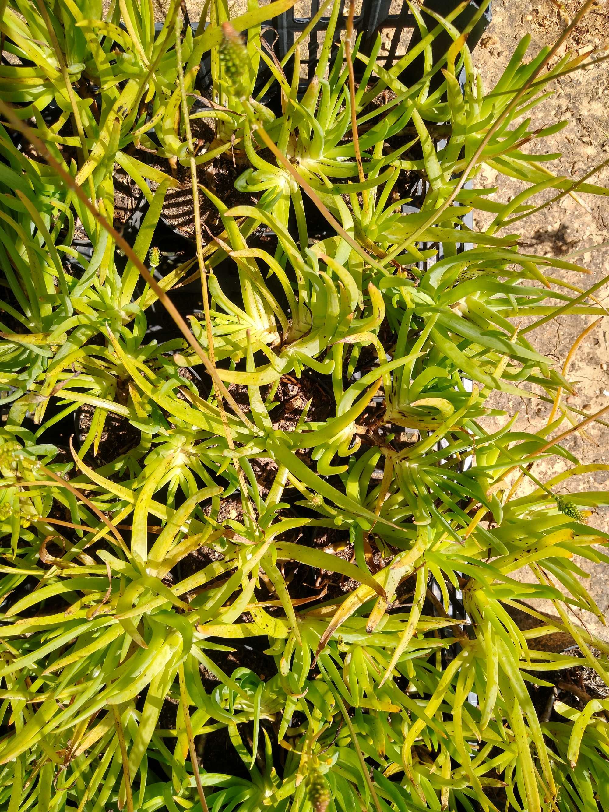 Plantas Bulbine frutescens