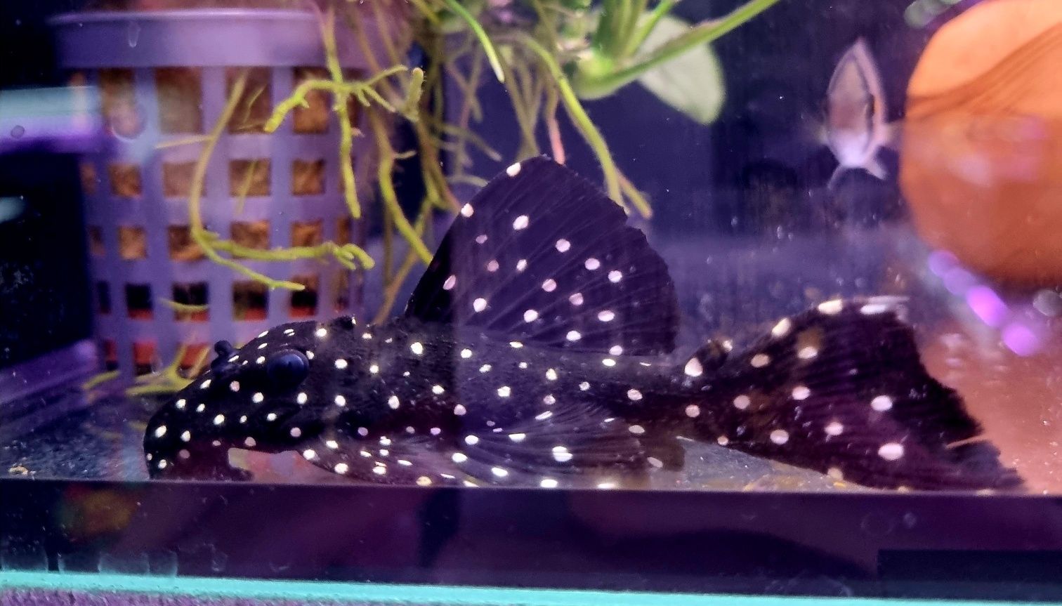 Zbrojnik L240 (Leporacanthicus sp.) F0