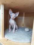 Gatinhos  Sphynx macho e fêmea