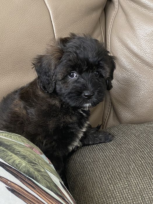 Śliczna sympatyczna sunia