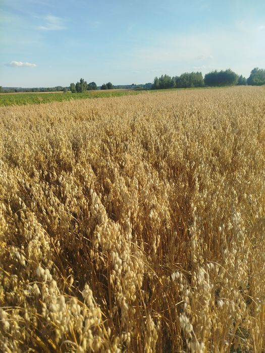 Owies Snołbird 2025 po centrali wysyłam