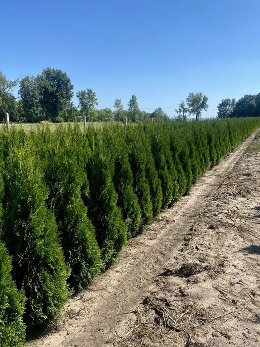 Tuja Szmaragd 130-140 DOSTAWA | SADZENIE (110/120/150) Thuje Tuje