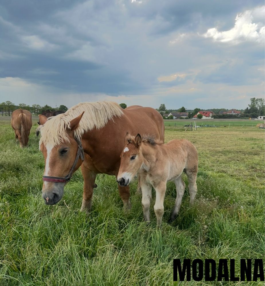 Klacz zimnokrwista w typie sztumskim, sztum ze źrebakiem