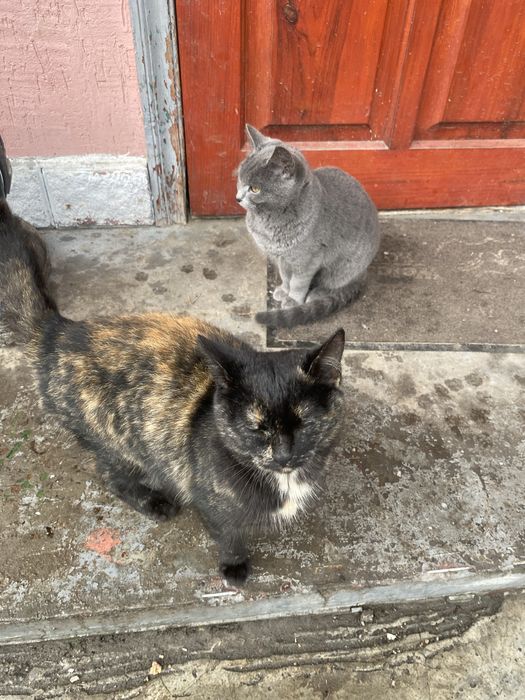 Віддам котиків в добрі руки мама британка