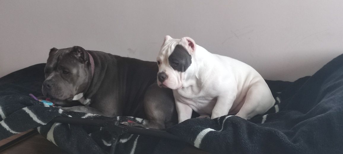 American bully puppy Ambully standard