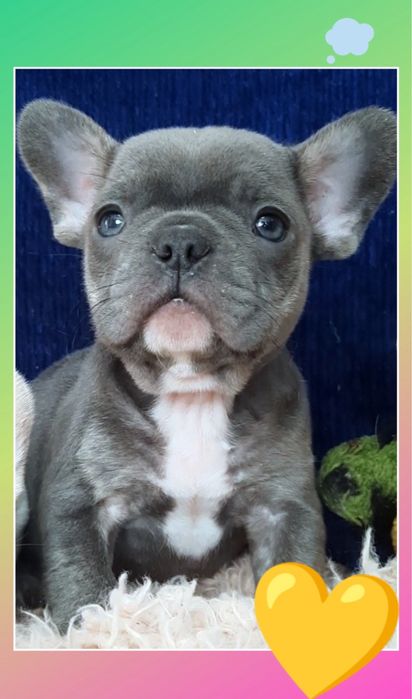 Чудо! Голубой мини мальчик!