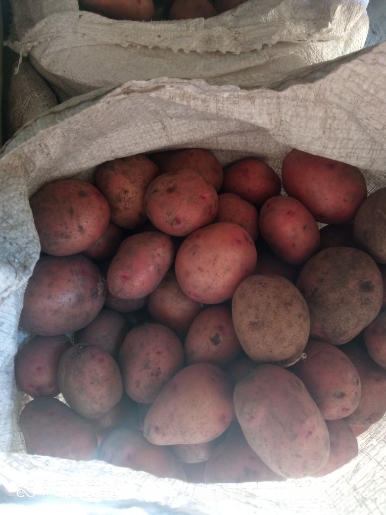 Продам їстівну картоплю