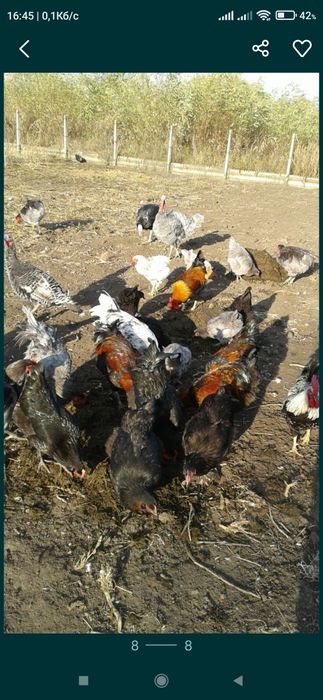 Курчата домашні м'ясо яєчна порода Джерси  вивод 05.02.23