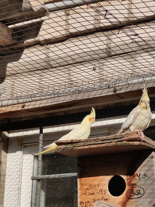 Домашние питомцы