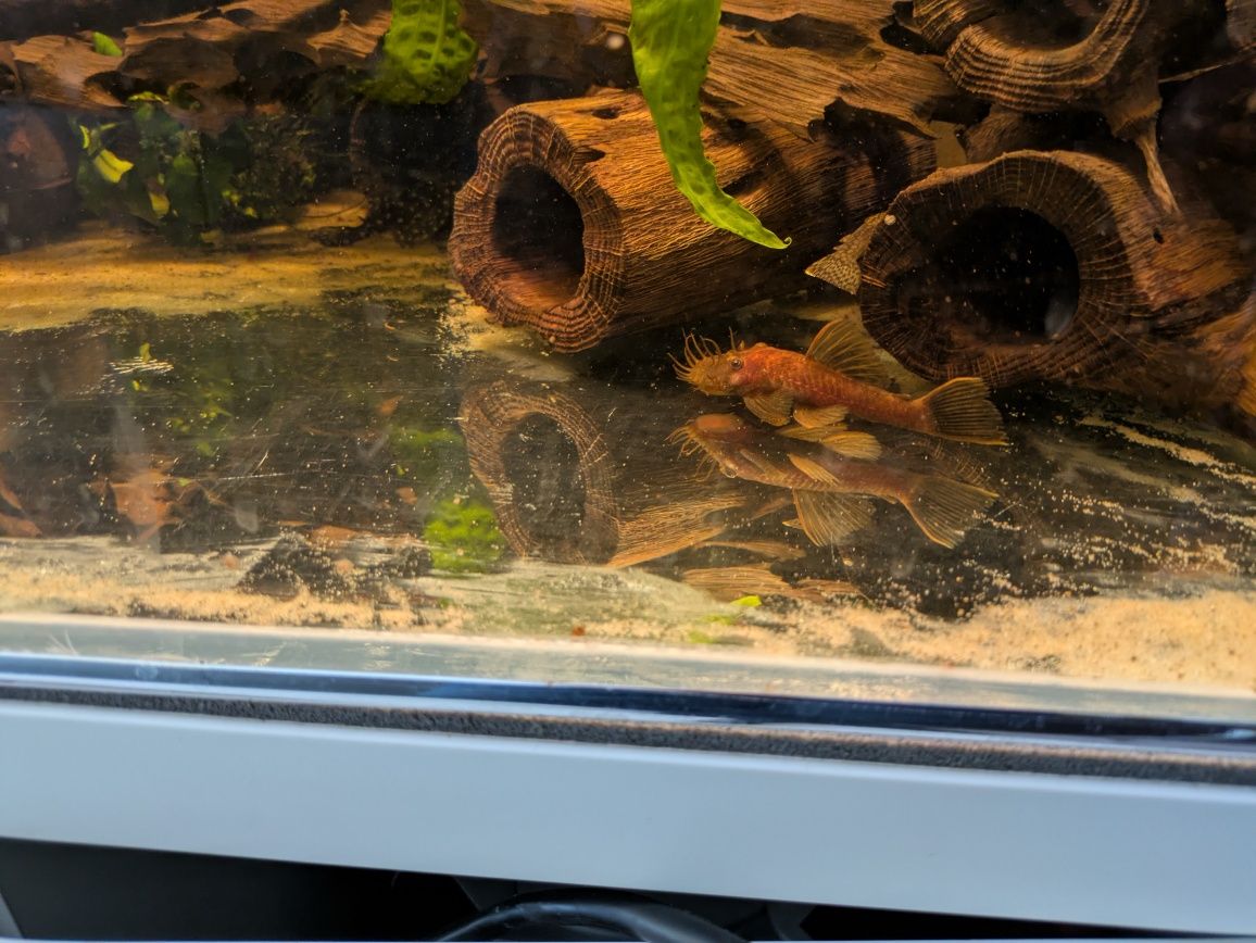 Ancistrus Calico dorosły samiec