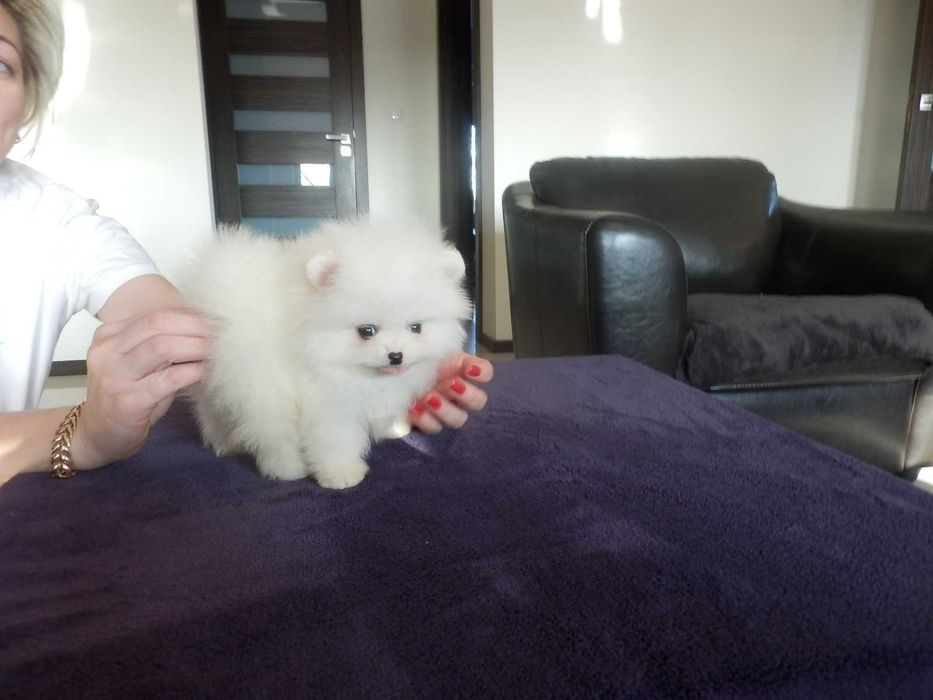 Szpic miniaturowy sunia biało kremowa Cyni mini XXXS BOO MISIO