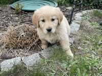 Szczeniak Golden Retriever