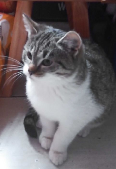 Oddam kotki w dobre ręce