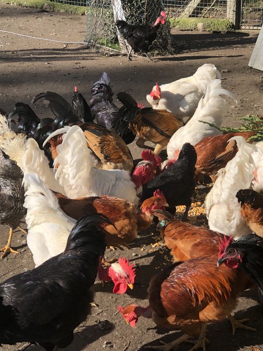 Galos de raças autóctones portuguesas.