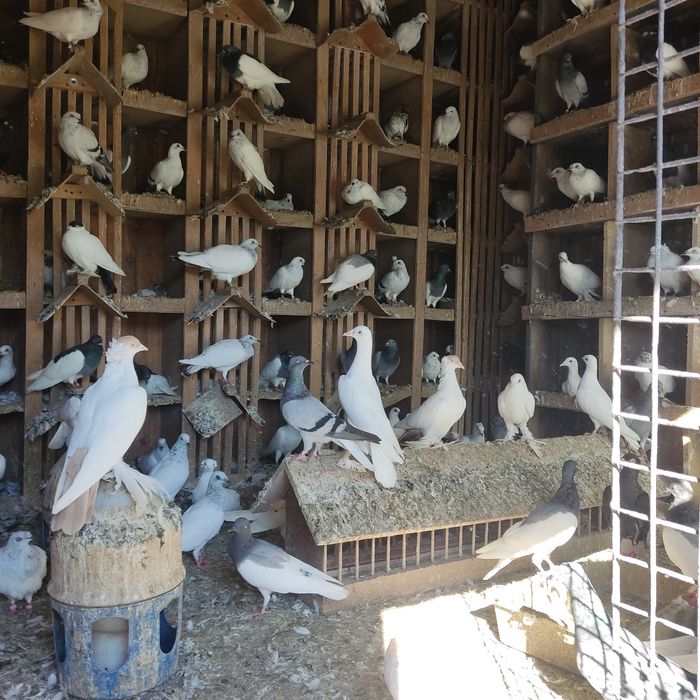 Gołębie różne lot Promocja