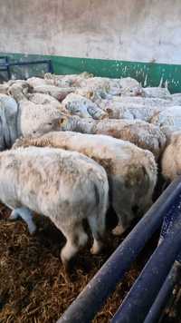 jałówka byk byczki odsadki Charolais mięsne