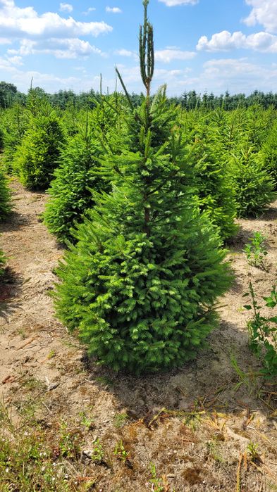 Świerk pospolity cięty 175-300 cm/ w donicy 80-175 cm/ TuChoinki.pl