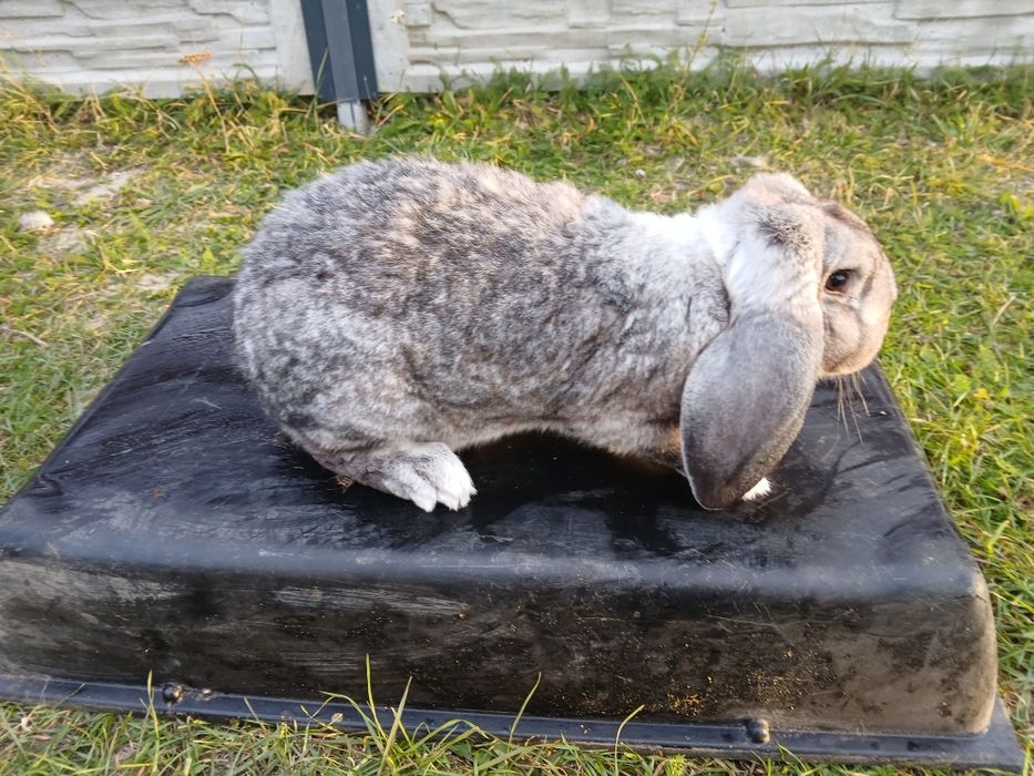 Samica baran francuski szynszylowy