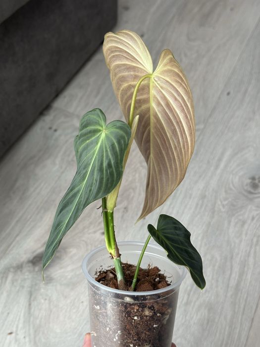 Philodendron Splendid / Філодендрон Сплендід