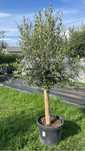 Drzewo oliwne Olea Europaea
