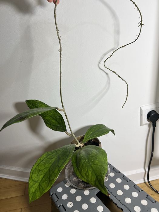 Hoja Germani Pa La u cala roslina