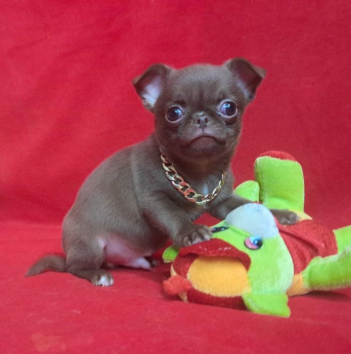 Мальчик чихуахуа, кобби тип, цветная генетика .