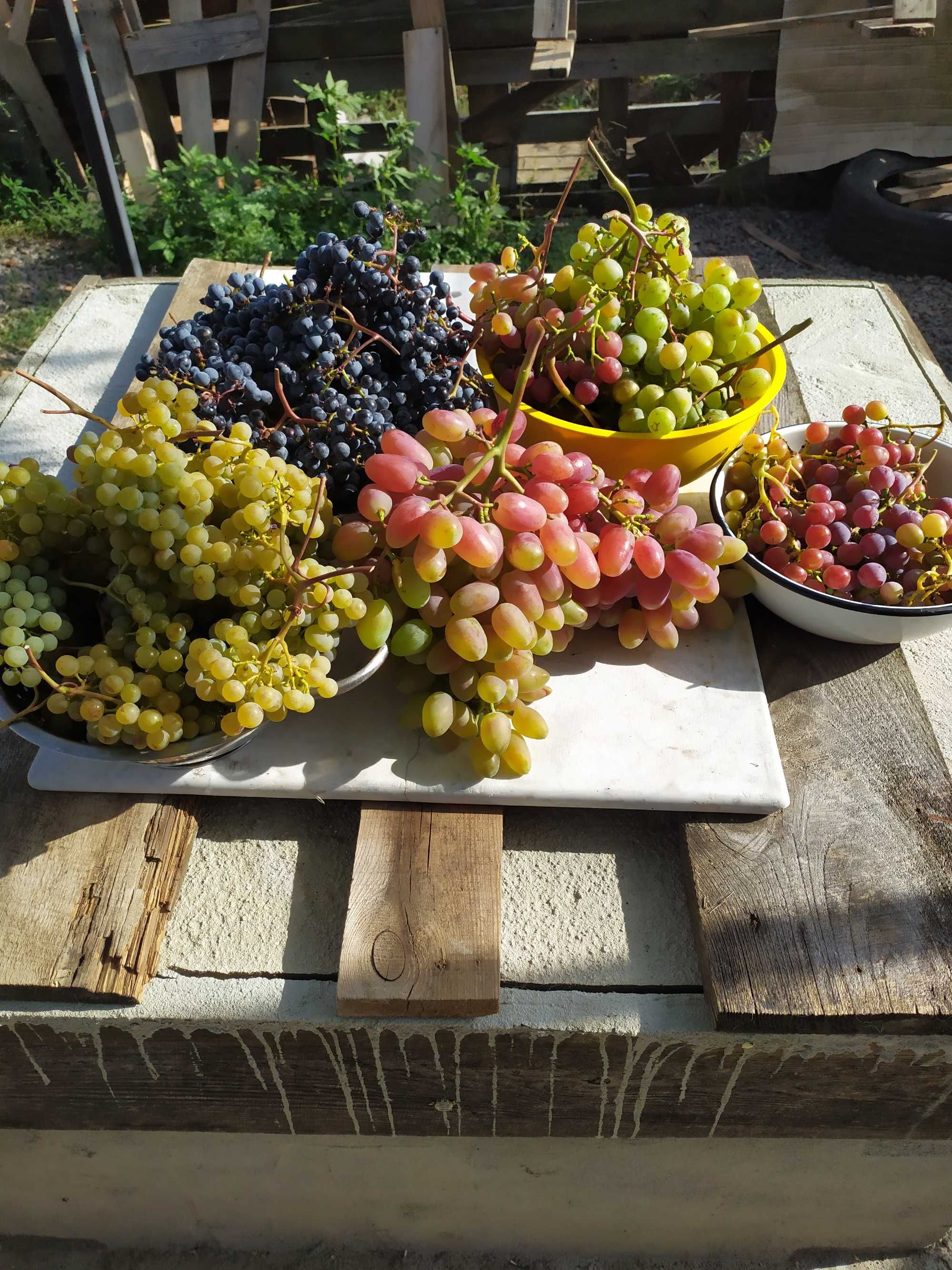 Продам саженцы,черенки винограда